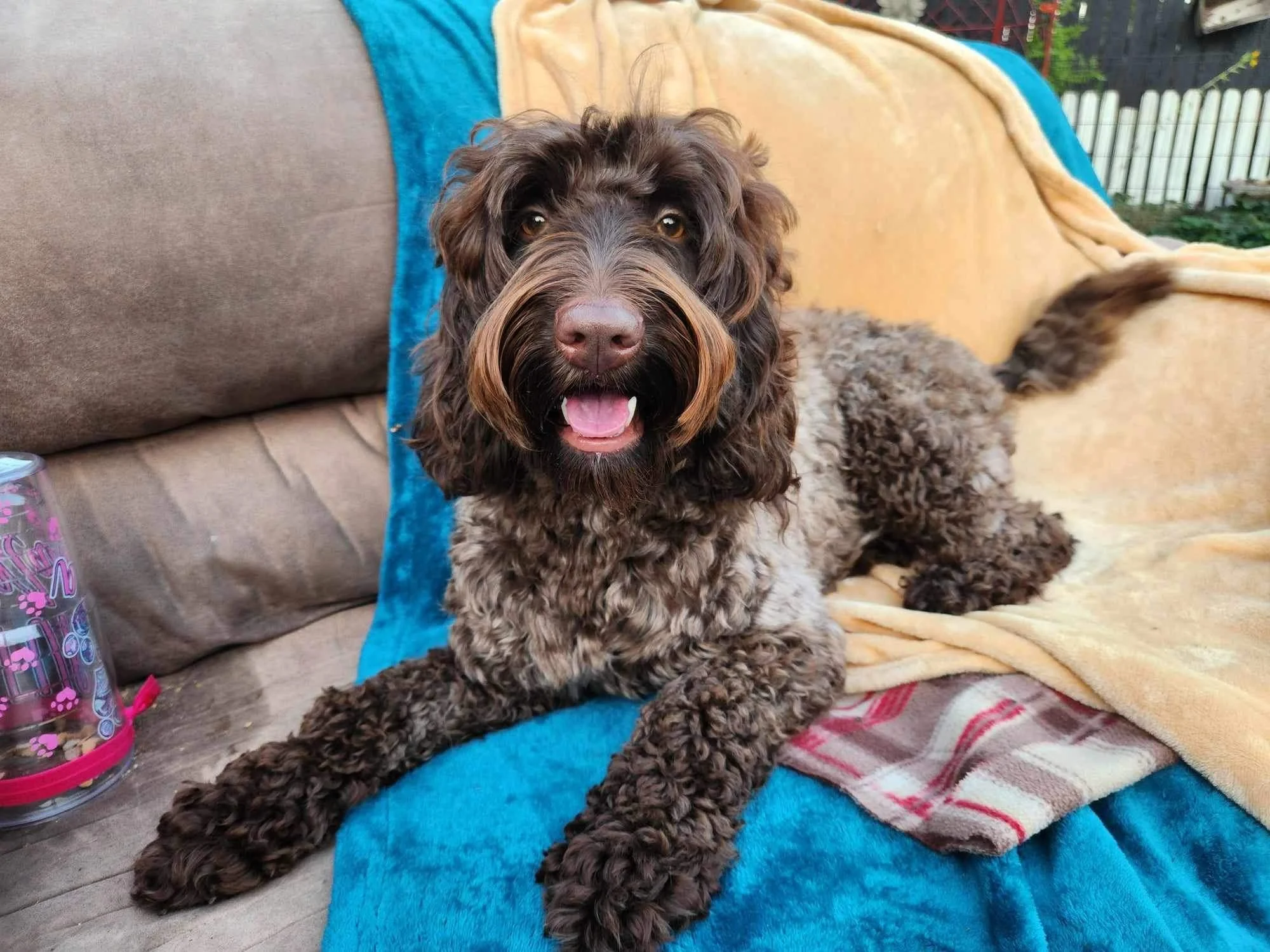 Labradoodle Litter | Check out our available puppies — Great Day